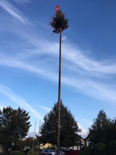 Maibaum 19 3